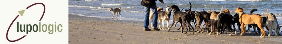 Ein Hunde-Rudel am Strand, als Symbol für das Headerbild von Lupologic Freunden und Partnern