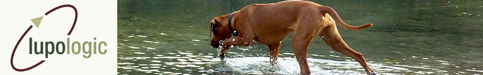 Ein Hund taucht ins Wasser ein, als Symbol für das Headerbild der Lupologic Shop-Seite.